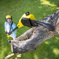 Best Tree Fertilization  in USA